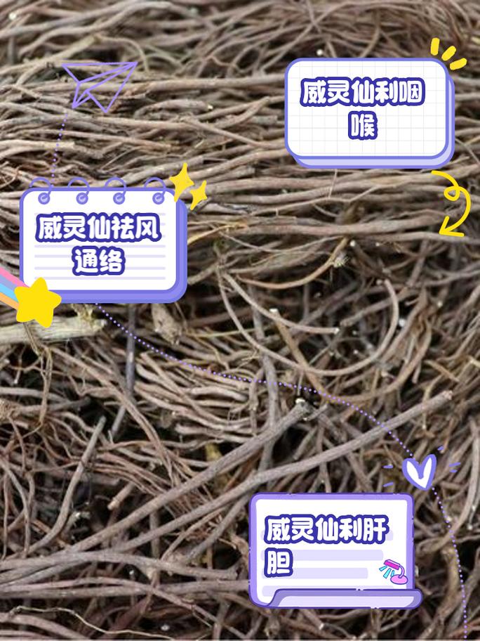 威灵仙怎么养(威灵仙的种植方法怎么除草)-第7张图片-花花知道网 威灵仙怎么养(威灵仙的种植方法怎么除草)-第7张图片-花花知道网