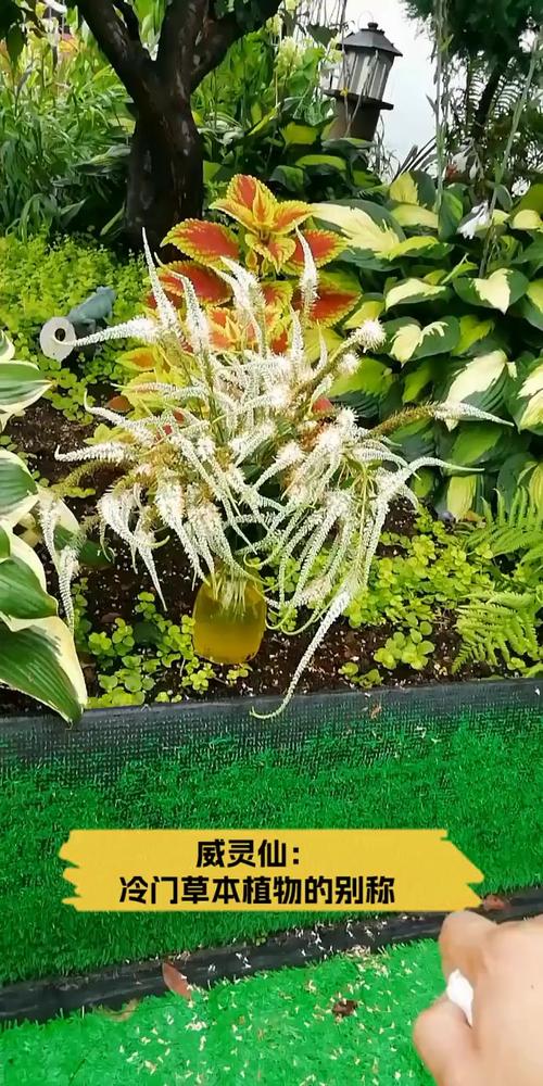 威灵仙怎么养(威灵仙的种植方法怎么除草)-第8张图片-花花知道网 威灵仙怎么养(威灵仙的种植方法怎么除草)-第8张图片-花花知道网