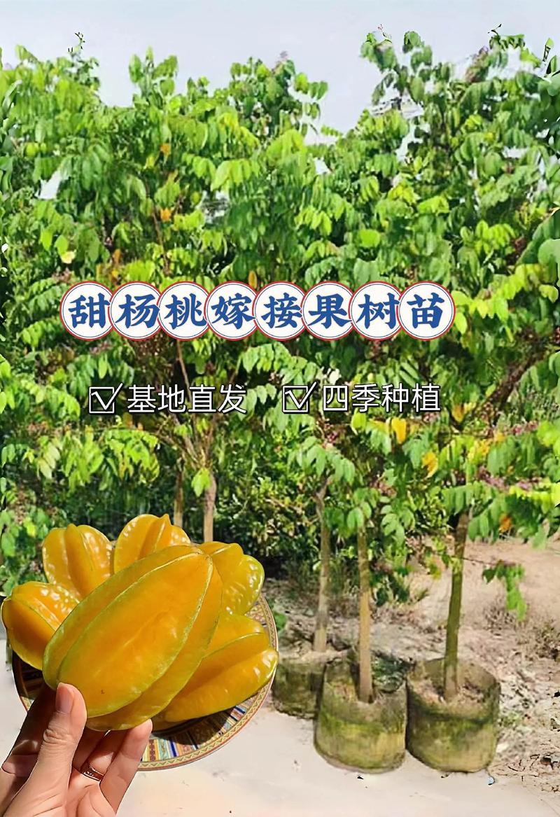 杨桃树可以盆栽吗(杨桃树可以种在院子里吗)-第2张图片-花花知道网 杨桃树可以盆栽吗(杨桃树可以种在院子里吗)-第2张图片-花花知道网