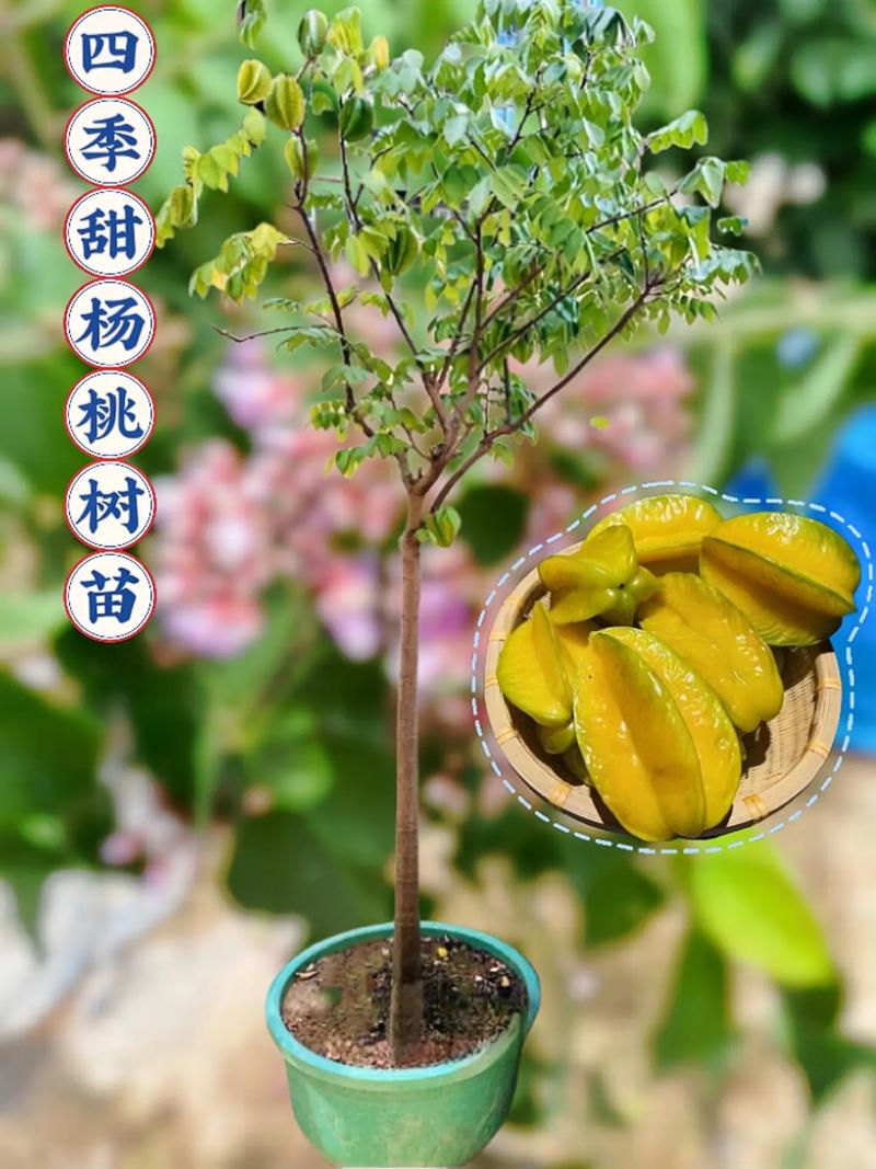 杨桃树可以盆栽吗(杨桃树可以种在院子里吗)-第3张图片-花花知道网 杨桃树可以盆栽吗(杨桃树可以种在院子里吗)-第3张图片-花花知道网