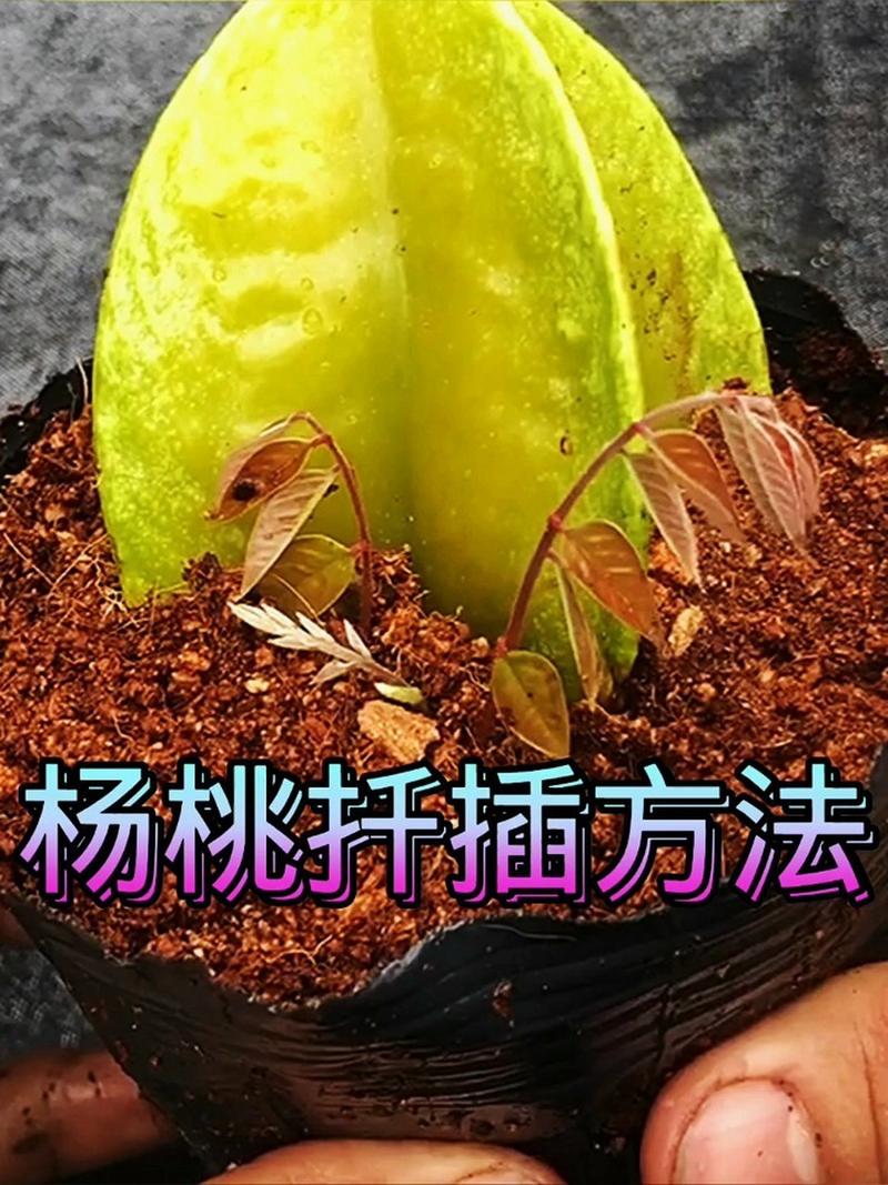 杨桃树可以盆栽吗(杨桃树可以种在院子里吗)-第5张图片-花花知道网 杨桃树可以盆栽吗(杨桃树可以种在院子里吗)-第5张图片-花花知道网