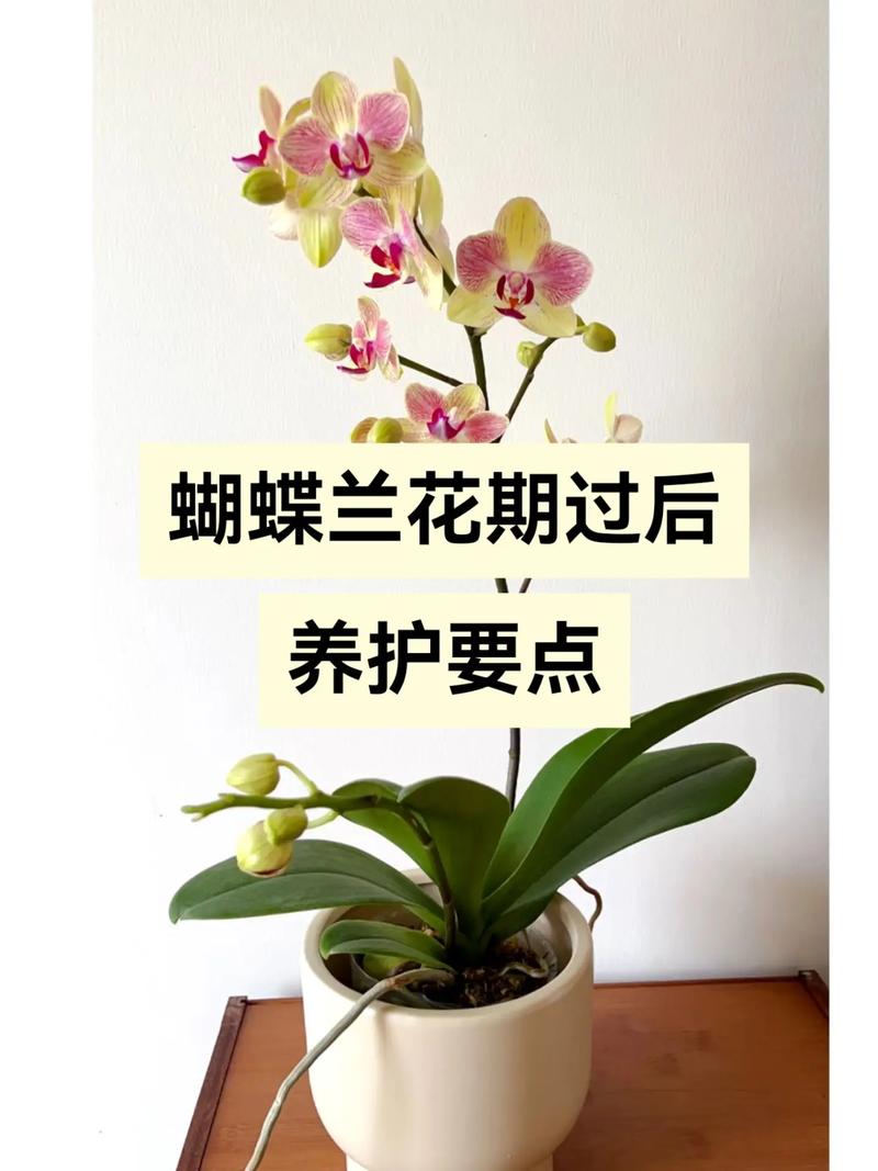 蝴蝶兰的养殖方法和注意事项(蝴蝶兰的养殖方法和注意事项一年开几次花)-第1张图片-花花知道网 蝴蝶兰的养殖方法和注意事项(蝴蝶兰的养殖方法和注意事项一年开几次花)-第1张图片-花花知道网