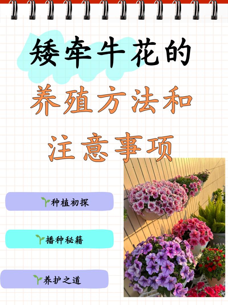 矮牵牛秋天怎么养（矮牵牛秋天怎么养护和浇水）-第3张图片-花花知道网