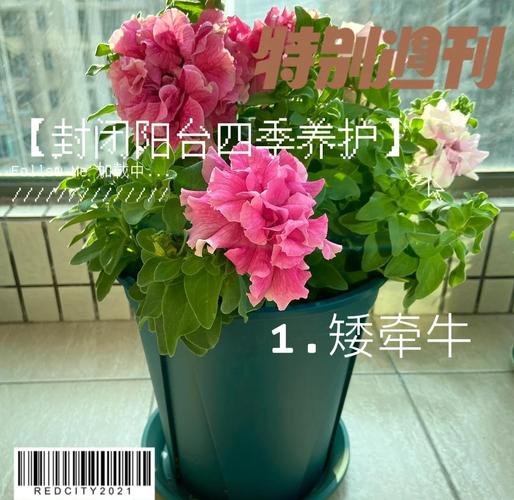 矮牵牛秋天怎么养（矮牵牛秋天怎么养护和浇水）-第7张图片-花花知道网