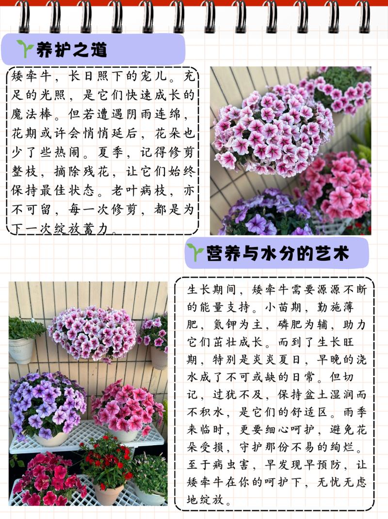 矮牵牛秋天怎么养（矮牵牛秋天怎么养护和浇水）-第8张图片-花花知道网