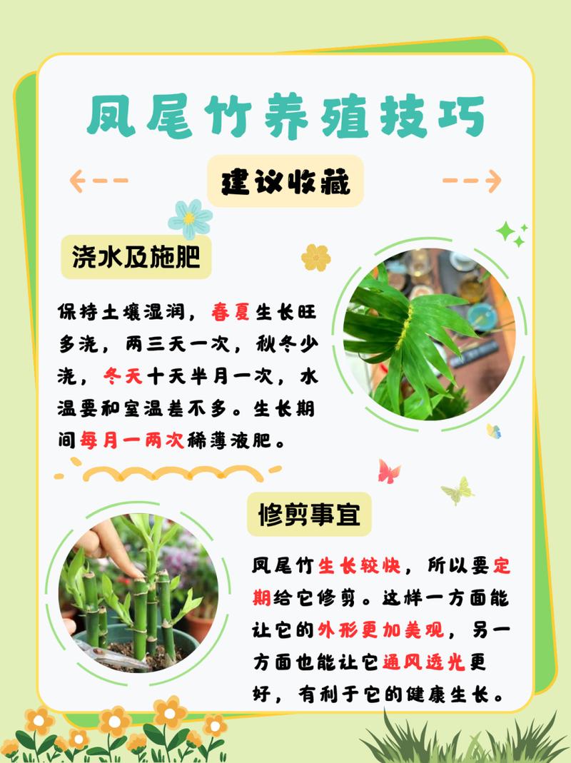 凤尾竹怎么养(凤尾竹怎么养容易活)-第4张图片-花花知道网 凤尾竹怎么养(凤尾竹怎么养容易活)-第4张图片-花花知道网