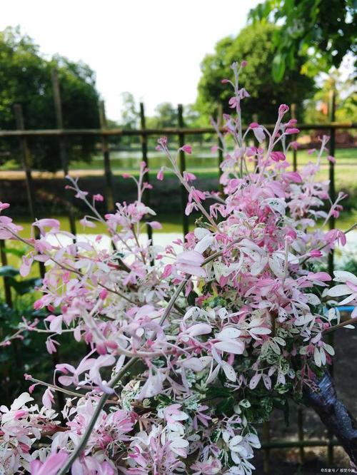 钓钟柳怎么养殖(钓钟虫的特点)-第4张图片-花花知道网 钓钟柳怎么养殖(钓钟虫的特点)-第4张图片-花花知道网
