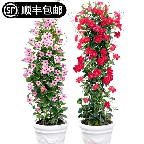 飘香藤怎样花多（飘香藤的花期）-第4张图片-花花知道网