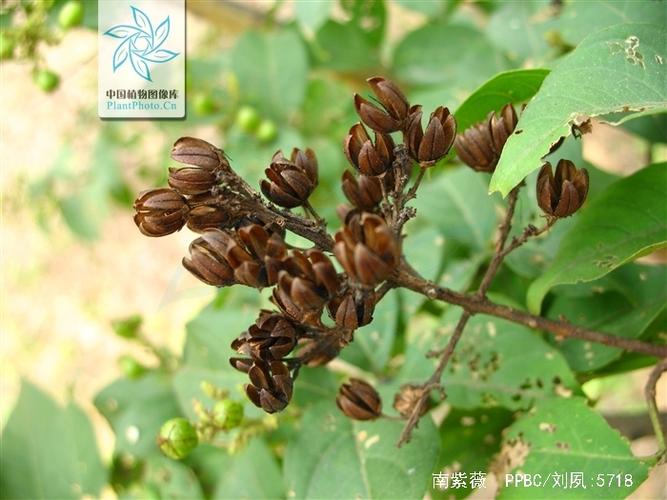 南紫薇的繁殖方法(紫薇的繁殖方法视频)-第2张图片-花花知道网 南紫薇的繁殖方法(紫薇的繁殖方法视频)-第2张图片-花花知道网