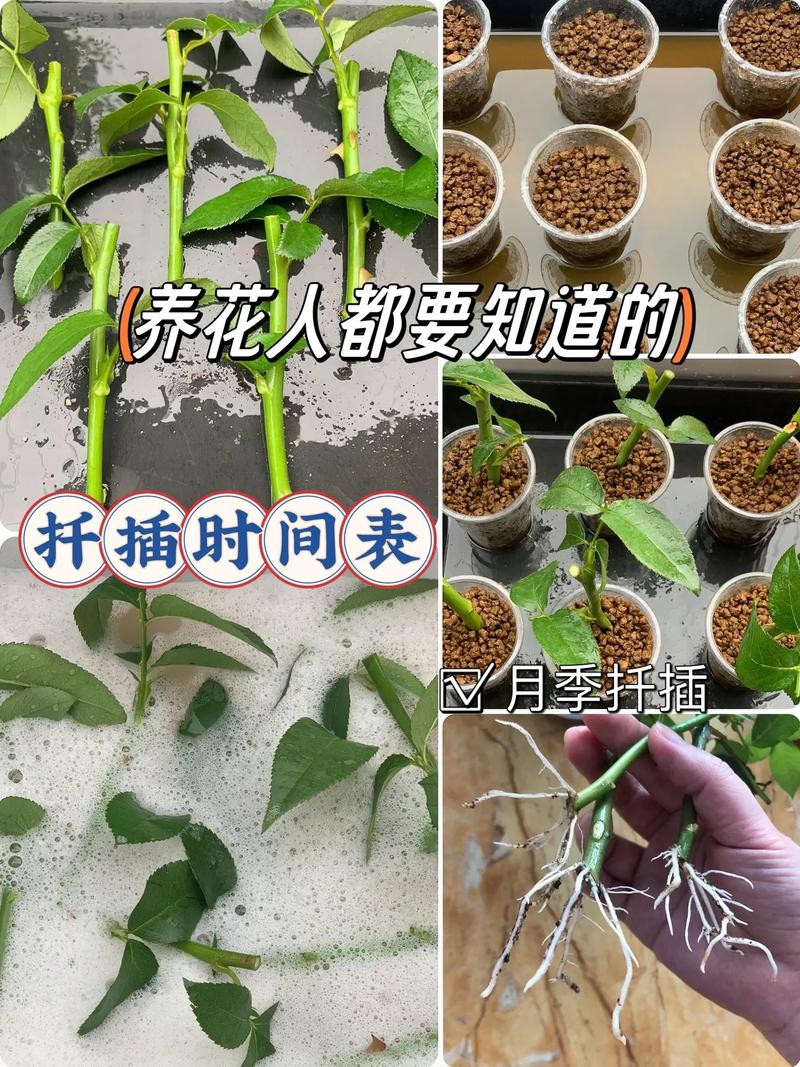 南紫薇的繁殖方法(紫薇的繁殖方法视频)-第3张图片-花花知道网 南紫薇的繁殖方法(紫薇的繁殖方法视频)-第3张图片-花花知道网