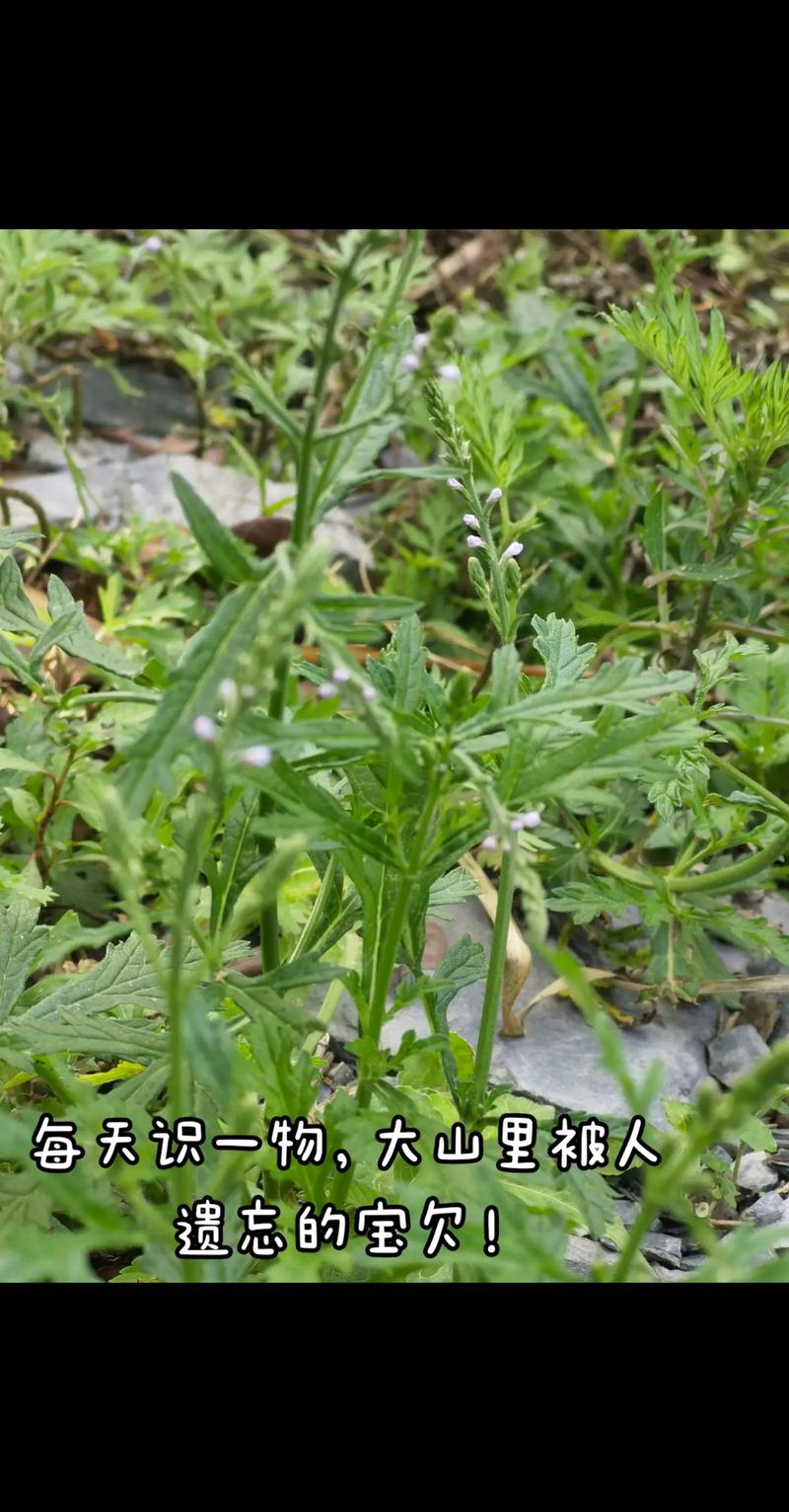 马鞭草的种植方法(马鞭草的种植方法视频)-第1张图片-花花知道网 马鞭草的种植方法(马鞭草的种植方法视频)-第1张图片-花花知道网