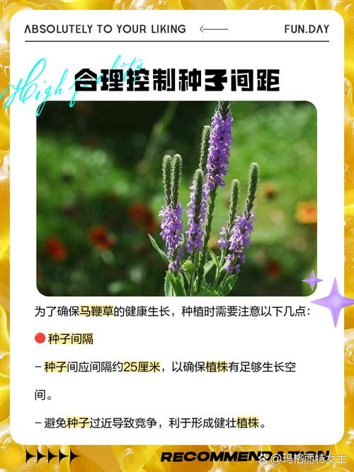 马鞭草的种植方法(马鞭草的种植方法视频)-第2张图片-花花知道网 马鞭草的种植方法(马鞭草的种植方法视频)-第2张图片-花花知道网