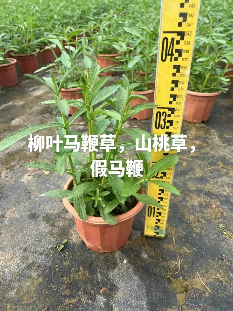 马鞭草的种植方法(马鞭草的种植方法视频)-第3张图片-花花知道网 马鞭草的种植方法(马鞭草的种植方法视频)-第3张图片-花花知道网
