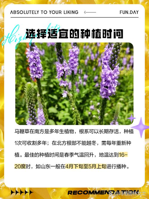 马鞭草的种植方法(马鞭草的种植方法视频)-第4张图片-花花知道网 马鞭草的种植方法(马鞭草的种植方法视频)-第4张图片-花花知道网