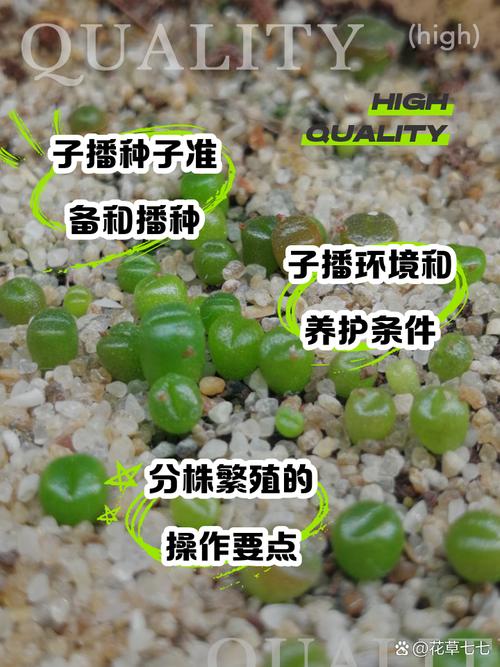 生石花播种多久到一脱(生石花种上多久能生根)-第1张图片-花花知道网 生石花播种多久到一脱(生石花种上多久能生根)-第1张图片-花花知道网