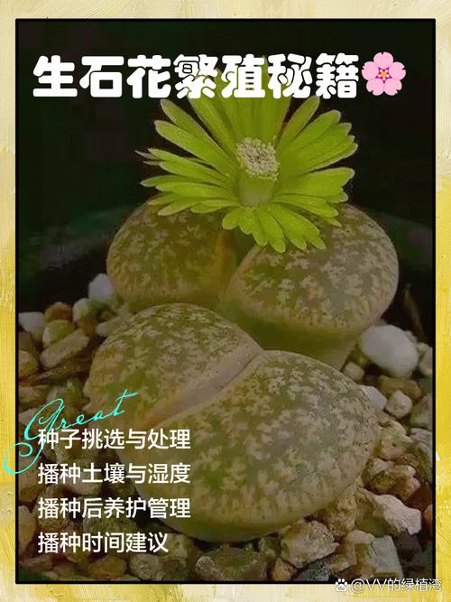 生石花播种多久到一脱(生石花种上多久能生根)-第2张图片-花花知道网 生石花播种多久到一脱(生石花种上多久能生根)-第2张图片-花花知道网