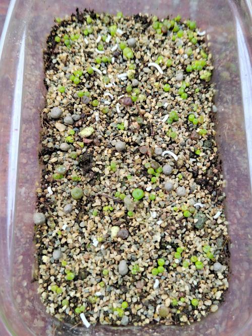 生石花播种多久到一脱(生石花种上多久能生根)-第3张图片-花花知道网 生石花播种多久到一脱(生石花种上多久能生根)-第3张图片-花花知道网