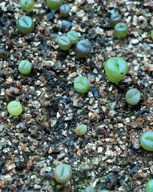生石花播种多久到一脱(生石花种上多久能生根)-第5张图片-花花知道网 生石花播种多久到一脱(生石花种上多久能生根)-第5张图片-花花知道网