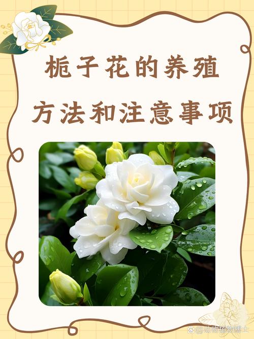 栀子花怎么缓苗(网购的栀子花怎么缓苗)-第2张图片-花花知道网 栀子花怎么缓苗(网购的栀子花怎么缓苗)-第2张图片-花花知道网