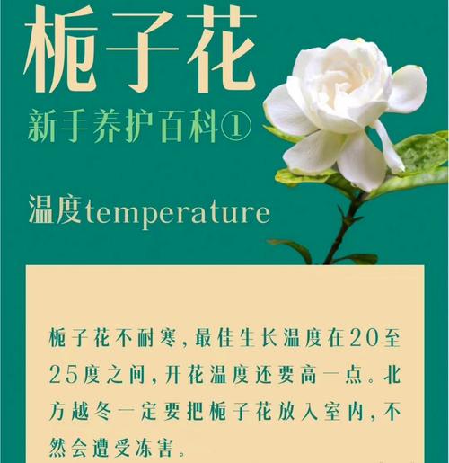 栀子花怎么缓苗(网购的栀子花怎么缓苗)-第4张图片-花花知道网 栀子花怎么缓苗(网购的栀子花怎么缓苗)-第4张图片-花花知道网