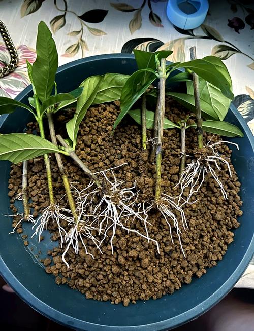 栀子花怎么缓苗(网购的栀子花怎么缓苗)-第7张图片-花花知道网 栀子花怎么缓苗(网购的栀子花怎么缓苗)-第7张图片-花花知道网