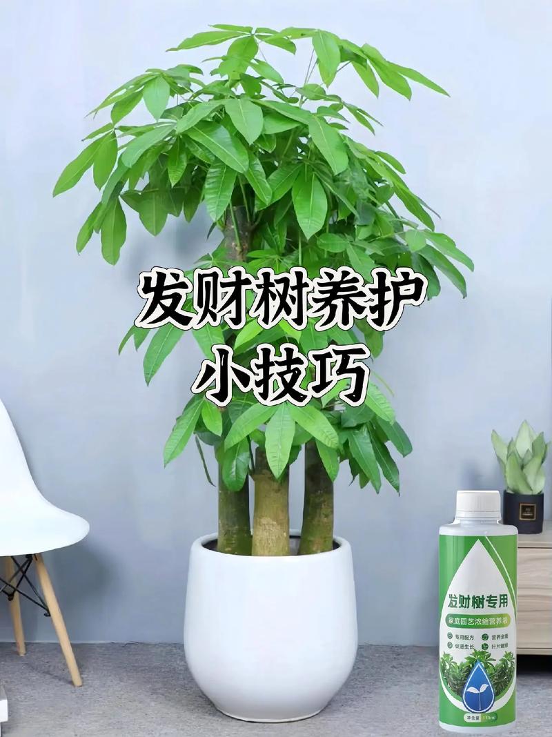 发财树怎么修剪(春天发财树怎么修剪)-第1张图片-花花知道网 发财树怎么修剪(春天发财树怎么修剪)-第1张图片-花花知道网