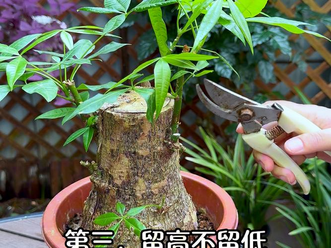 发财树怎么修剪(春天发财树怎么修剪)-第4张图片-花花知道网 发财树怎么修剪(春天发财树怎么修剪)-第4张图片-花花知道网