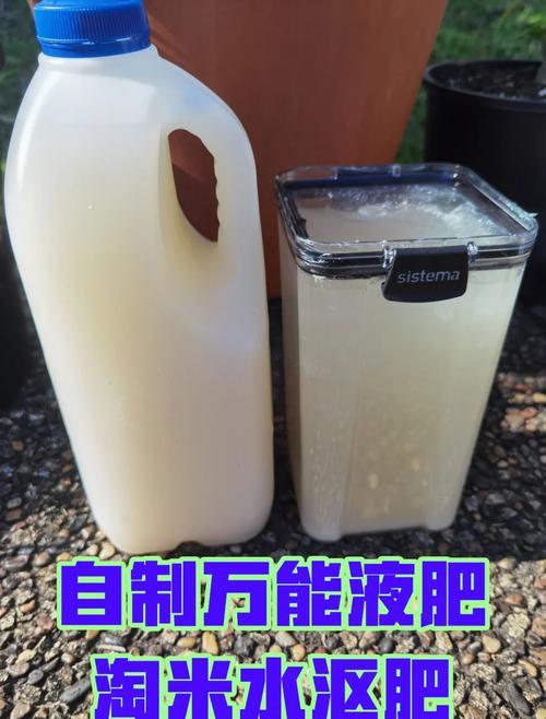 淘米水自制水培营养液（淘米水自制水培营养液的配方）-第2张图片-花花知道网