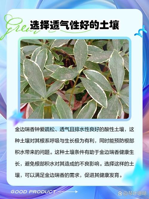 金边瑞香冬季怎么养(金边瑞香冬天的养殖方法)-第2张图片-花花知道网 金边瑞香冬季怎么养(金边瑞香冬天的养殖方法)-第2张图片-花花知道网