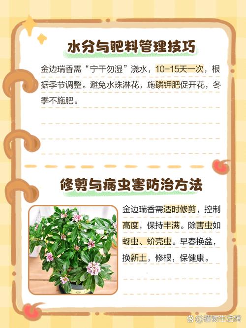 金边瑞香冬季怎么养(金边瑞香冬天的养殖方法)-第6张图片-花花知道网 金边瑞香冬季怎么养(金边瑞香冬天的养殖方法)-第6张图片-花花知道网