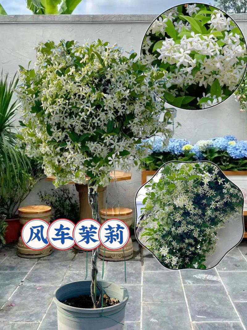 风车茉莉怎么养（风车茉莉怎么养才开花）-第2张图片-花花知道网