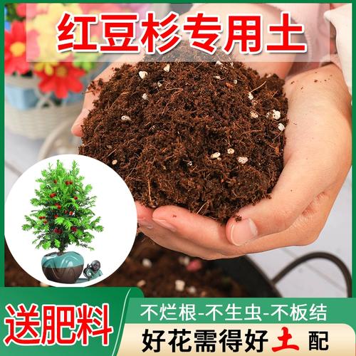 红豆杉用什么土栽培好(红豆杉什么土养殖方法)-第5张图片-花花知道网 红豆杉用什么土栽培好(红豆杉什么土养殖方法)-第5张图片-花花知道网