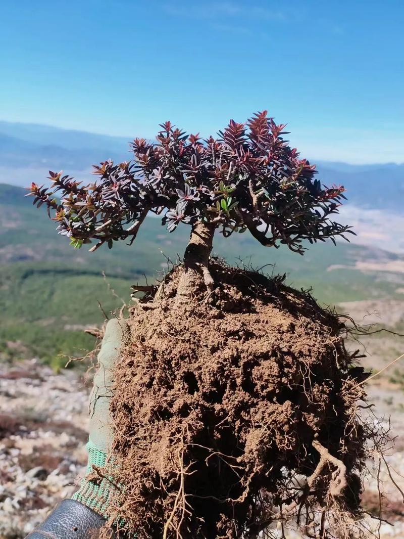 瑞香怎么养殖(瑞香怎么养殖视频)-第3张图片-花花知道网 瑞香怎么养殖(瑞香怎么养殖视频)-第3张图片-花花知道网