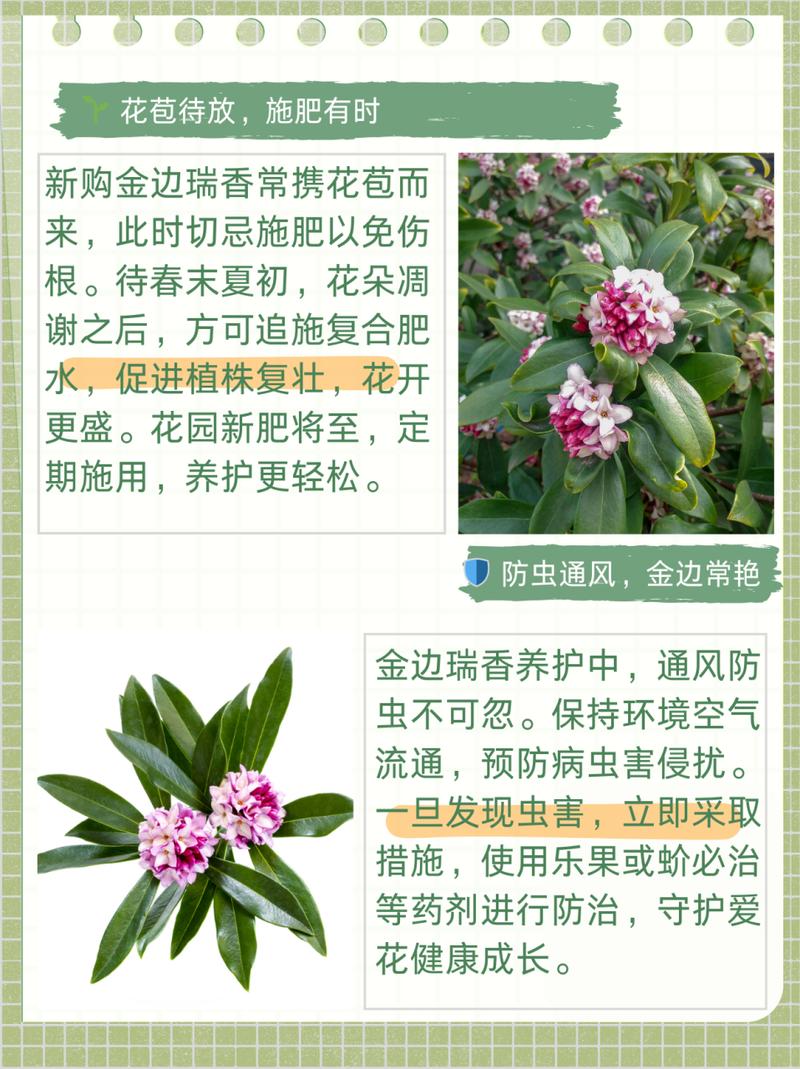 瑞香怎么养殖(瑞香怎么养殖视频)-第4张图片-花花知道网 瑞香怎么养殖(瑞香怎么养殖视频)-第4张图片-花花知道网