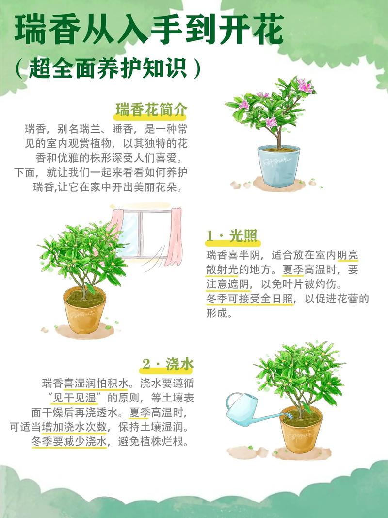 瑞香怎么养殖(瑞香怎么养殖视频)-第6张图片-花花知道网 瑞香怎么养殖(瑞香怎么养殖视频)-第6张图片-花花知道网