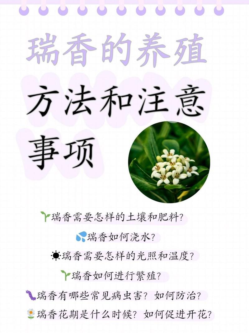 瑞香怎么养殖(瑞香怎么养殖视频)-第7张图片-花花知道网 瑞香怎么养殖(瑞香怎么养殖视频)-第7张图片-花花知道网