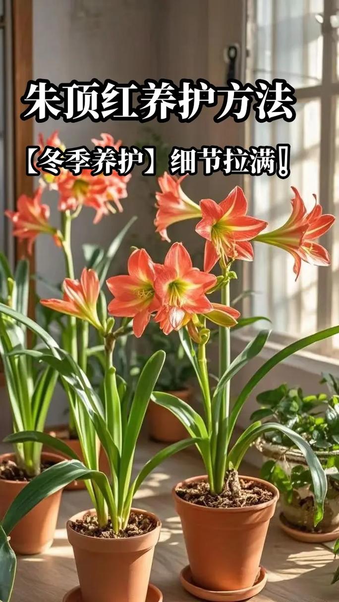 如何使朱顶红在元旦开花(朱顶红 不开花)-第2张图片-花花知道网 如何使朱顶红在元旦开花(朱顶红 不开花)-第2张图片-花花知道网