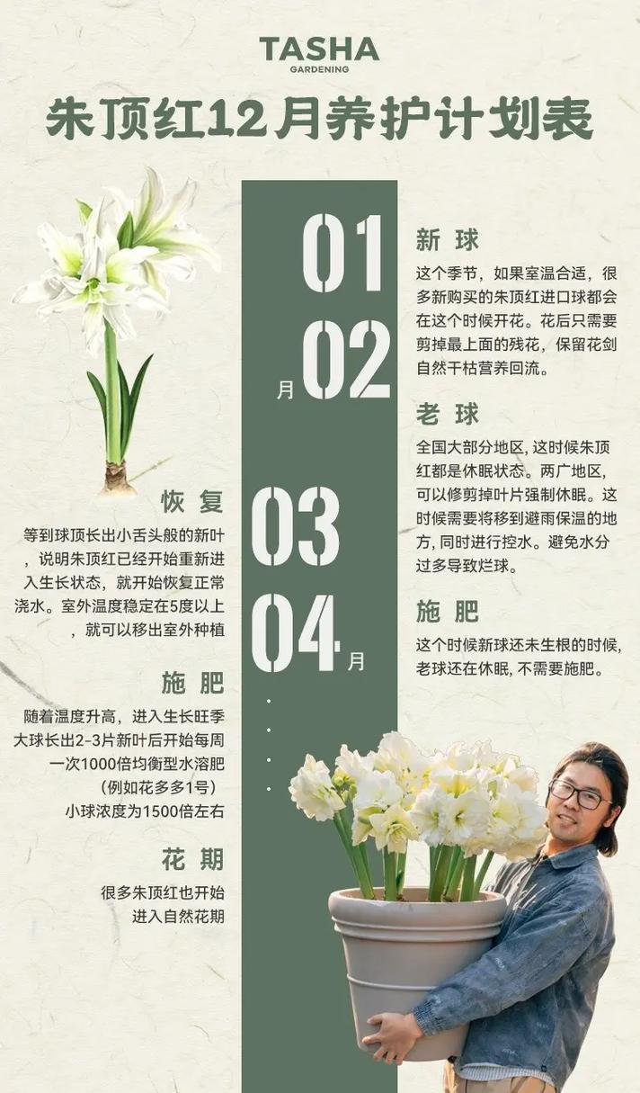 如何使朱顶红在元旦开花(朱顶红 不开花)-第3张图片-花花知道网 如何使朱顶红在元旦开花(朱顶红 不开花)-第3张图片-花花知道网