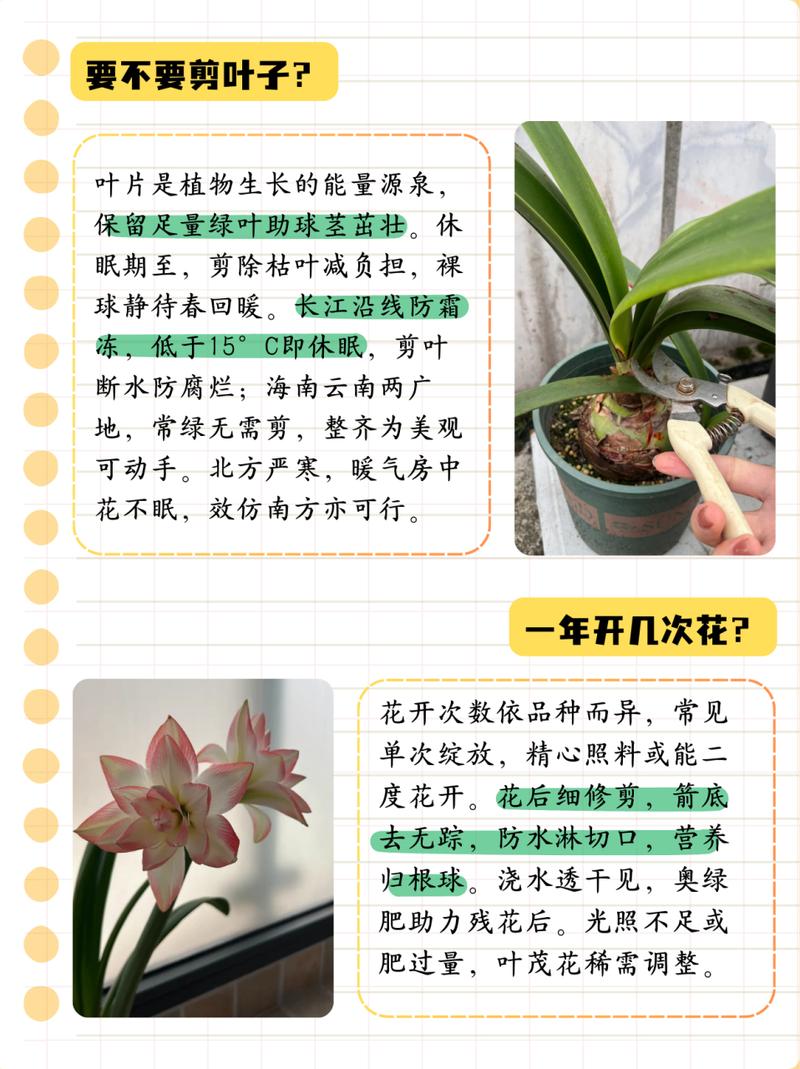 如何使朱顶红在元旦开花(朱顶红 不开花)-第4张图片-花花知道网 如何使朱顶红在元旦开花(朱顶红 不开花)-第4张图片-花花知道网