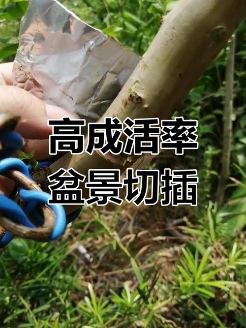 紫薇扦插最简单方法（紫薇扦插最简单方法是什么）-第2张图片-花花知道网