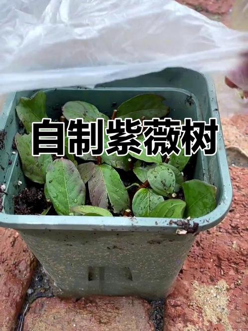 紫薇扦插最简单方法（紫薇扦插最简单方法是什么）-第5张图片-花花知道网