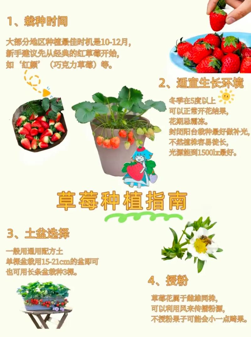 冬季草莓的种植方法(冬季草莓种植技术)-第2张图片-花花知道网 冬季草莓的种植方法(冬季草莓种植技术)-第2张图片-花花知道网