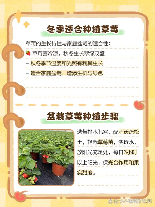 冬季草莓的种植方法(冬季草莓种植技术)-第4张图片-花花知道网 冬季草莓的种植方法(冬季草莓种植技术)-第4张图片-花花知道网