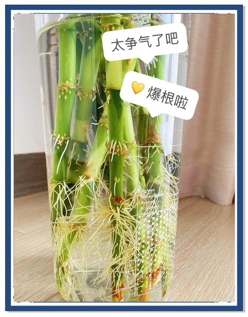 富贵竹怎么修剪(弯曲的富贵竹怎么修剪)-第2张图片-花花知道网 富贵竹怎么修剪(弯曲的富贵竹怎么修剪)-第2张图片-花花知道网