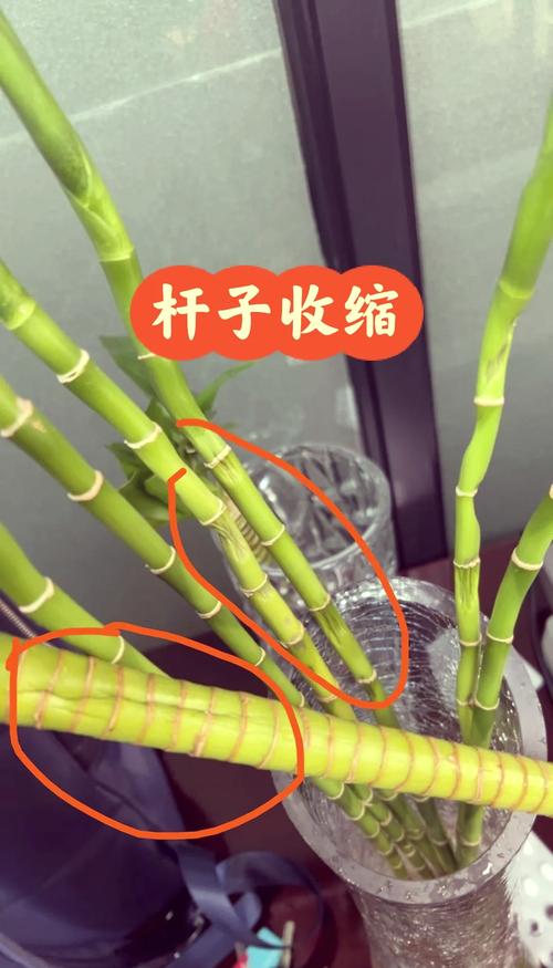 富贵竹怎么修剪(弯曲的富贵竹怎么修剪)-第8张图片-花花知道网 富贵竹怎么修剪(弯曲的富贵竹怎么修剪)-第8张图片-花花知道网