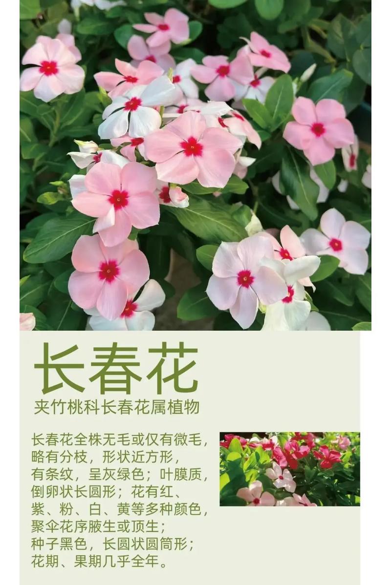 长春花秋天怎么养(长春花秋天还可以修剪吗)-第2张图片-花花知道网 长春花秋天怎么养(长春花秋天还可以修剪吗)-第2张图片-花花知道网