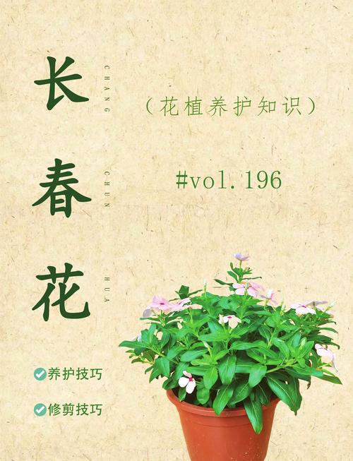 长春花秋天怎么养(长春花秋天还可以修剪吗)-第4张图片-花花知道网 长春花秋天怎么养(长春花秋天还可以修剪吗)-第4张图片-花花知道网