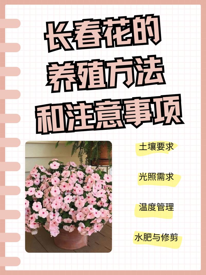 长春花秋天怎么养(长春花秋天还可以修剪吗)-第5张图片-花花知道网 长春花秋天怎么养(长春花秋天还可以修剪吗)-第5张图片-花花知道网