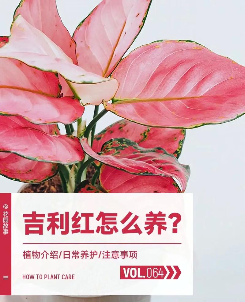 吉祥草的繁殖方法（吉祥草的繁殖方法有哪些）-第4张图片-花花知道网