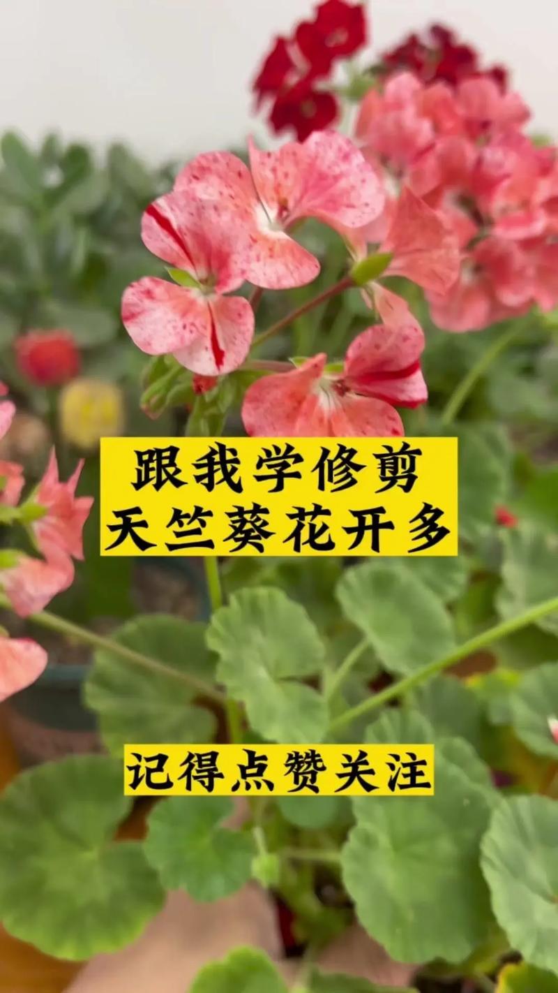 天竺葵怎么修剪(直立天竺葵怎么修剪)-第1张图片-花花知道网 天竺葵怎么修剪(直立天竺葵怎么修剪)-第1张图片-花花知道网